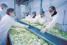 L’usine Florette à Lessay recrute 45 à 50 personnes en CDI - Crédit photo : ©archives / Jean-Philippe Massieu