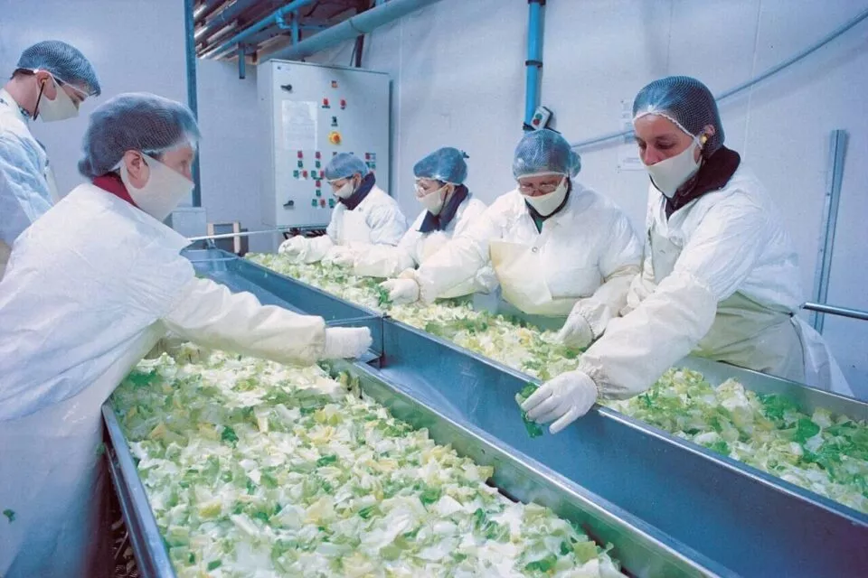 L’usine Florette à Lessay recrute 45 à 50 personnes en CDI - Crédit photo : ©archives / Jean-Philippe Massieu